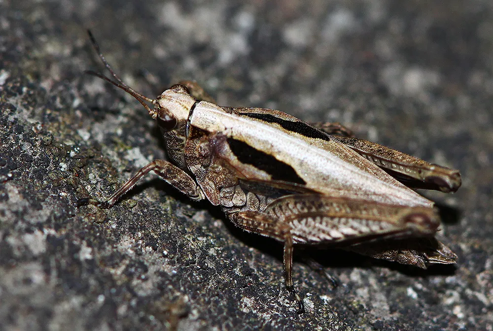 Tetrix japonica - photo 2
