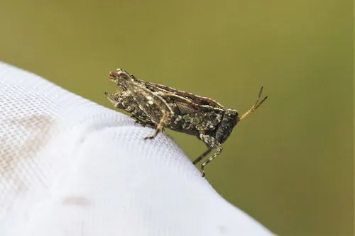 Ornate Pygmy Grasshopper