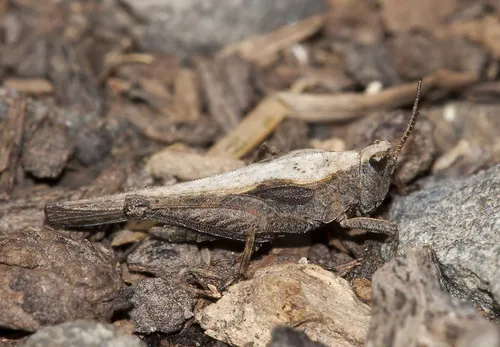 Awl-shaped Pygmy Grasshopper