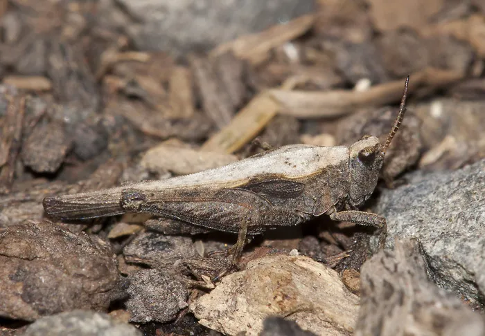 Awl-shaped Pygmy Grasshopper - photo 2