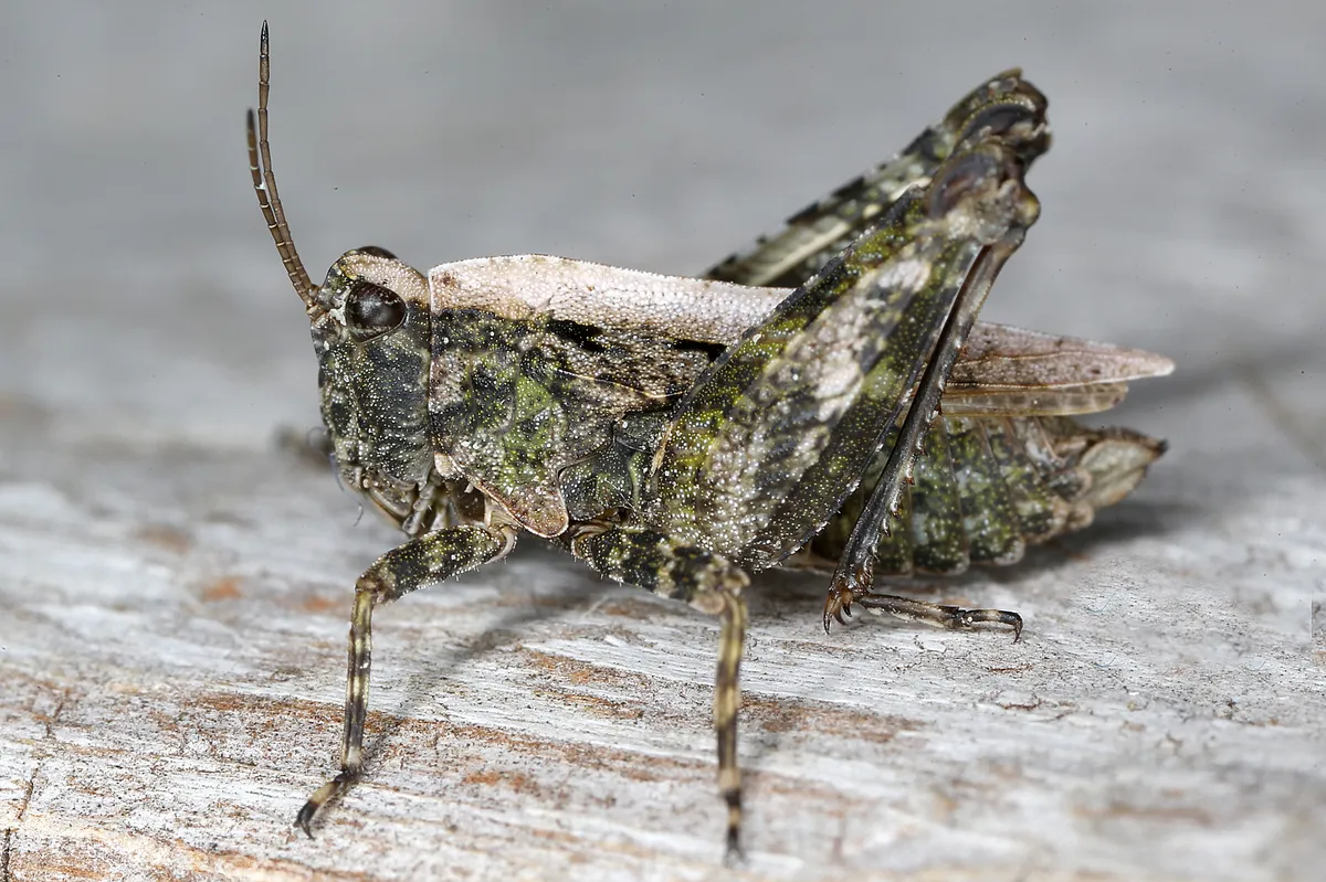 Long-horned Groundhopper - photo 3