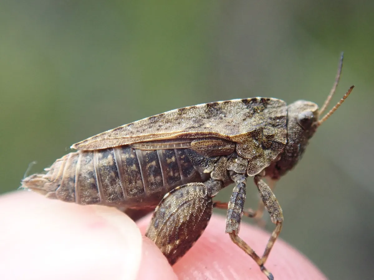 Common Groundhopper - photo 3