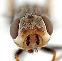 Tetropismenus hirtus - photo 2