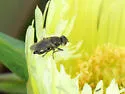 Tetropismenus hirtus - photo 4