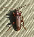 Tetropium abietis - photo 2