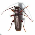 Tetropium abietis - photo 3