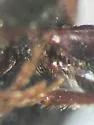 Eastern larch borer