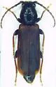 Eastern larch borer - photo 2