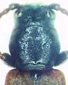 Eastern larch borer - photo 3