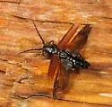Eastern larch borer - photo 4