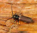 Eastern larch borer - photo 5