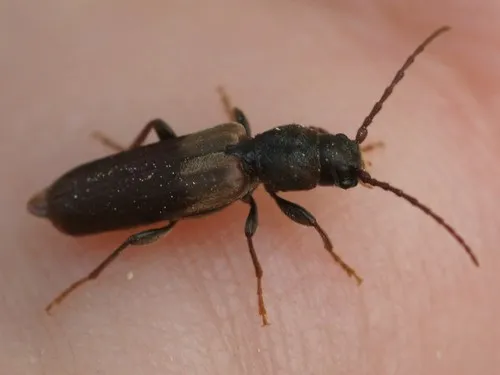 Brown Spruce Longhorn Beetle - photo 2