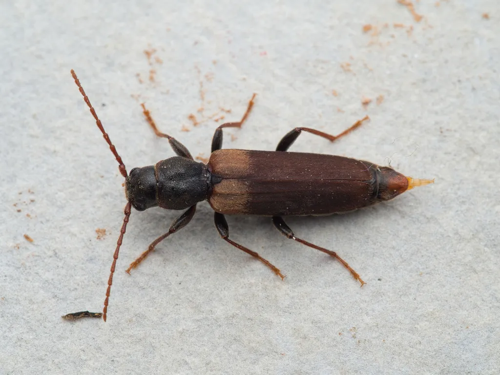 Brown Spruce Longhorn Beetle - photo 3