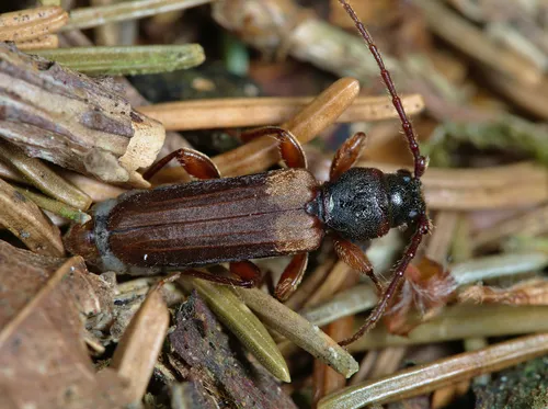 Brown Spruce Longhorn Beetle - photo 4