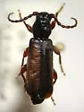 Tetropium parvulum - photo 3