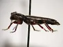 Tetropium parvulum - photo 4