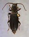 Tetropium schwarzianum