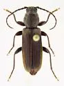 Tetropium schwarzianum - photo 3