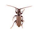 Tetropium schwarzianum - photo 4