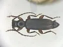 Tetropium sp. A