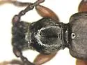 Tetropium sp. A - photo 2