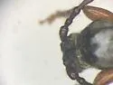 Tetropium sp. A - photo 3