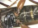 Tetropium sp. A - photo 4