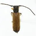 Plum Beetle