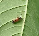 Plum Beetle - photo 2