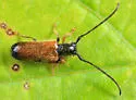 Plum Beetle - photo 3