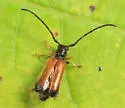 Plum Beetle - photo 4