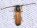 Plum Beetle - photo 5