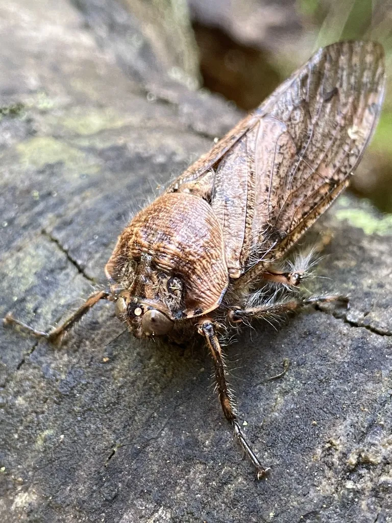 Hairy Cicadas - photo 2