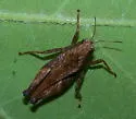 Acute Pygmy Grasshopper