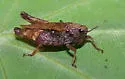 Acute Pygmy Grasshopper - photo 2