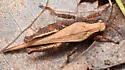 Acute Pygmy Grasshopper - photo 3