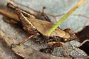 Acute Pygmy Grasshopper - photo 4