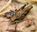 Acute Pygmy Grasshopper - photo 5