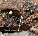 Armed Pygmy Grasshopper - photo 2