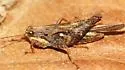 Armed Pygmy Grasshopper - photo 3