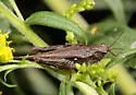 Armed Pygmy Grasshopper - photo 4