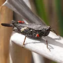 Armed Pygmy Grasshopper - photo 5