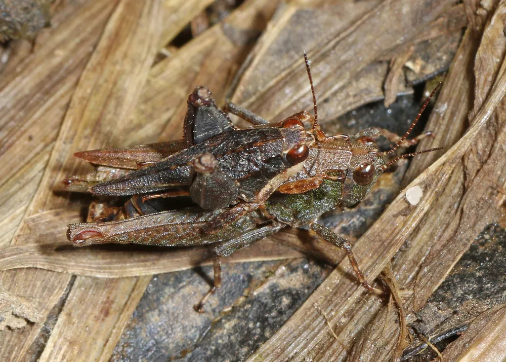 Black-sided Pygmy Grasshopper - photo 2