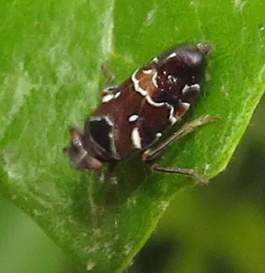 Tettigometrid Planthoppers - photo 2