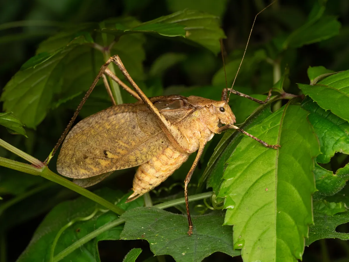 Katydids - photo 3