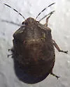 Tetyra antillarum