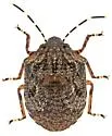 Tetyra antillarum - photo 4