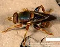 Teuchocnemis bacuntius - Teuchocnemis bacuntius