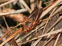 Teuchocnemis bacuntius - photo 2