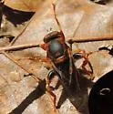 Teuchocnemis bacuntius - photo 3